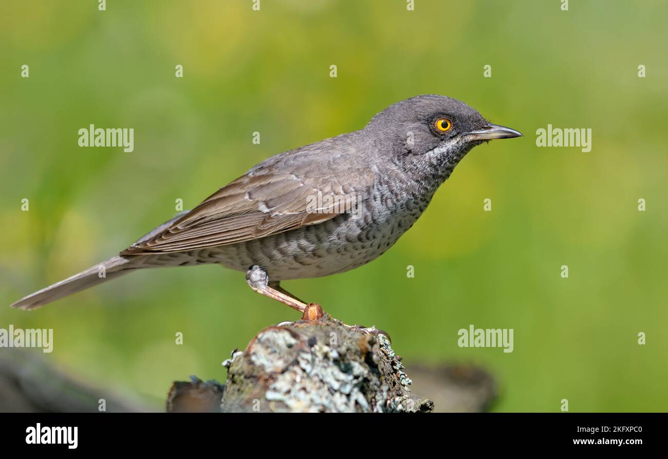 Bright Breeding plumage male Barred warbler (Sylvia nisoria) posing perched on dry twig with neat background colors Stock Photo