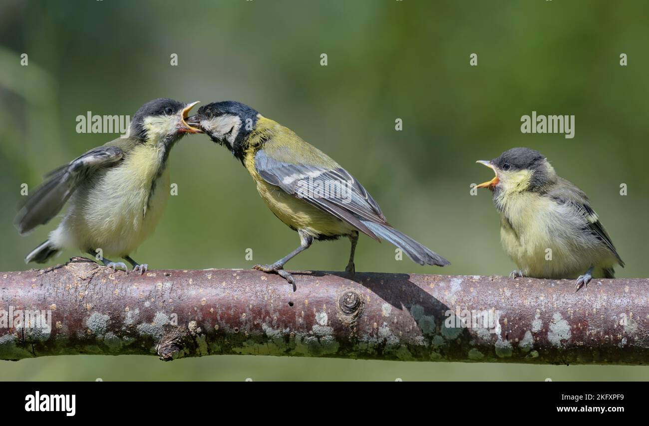Great tit (parus major) feeding his hungry chick deep into mouth with tasty food Stock Photo