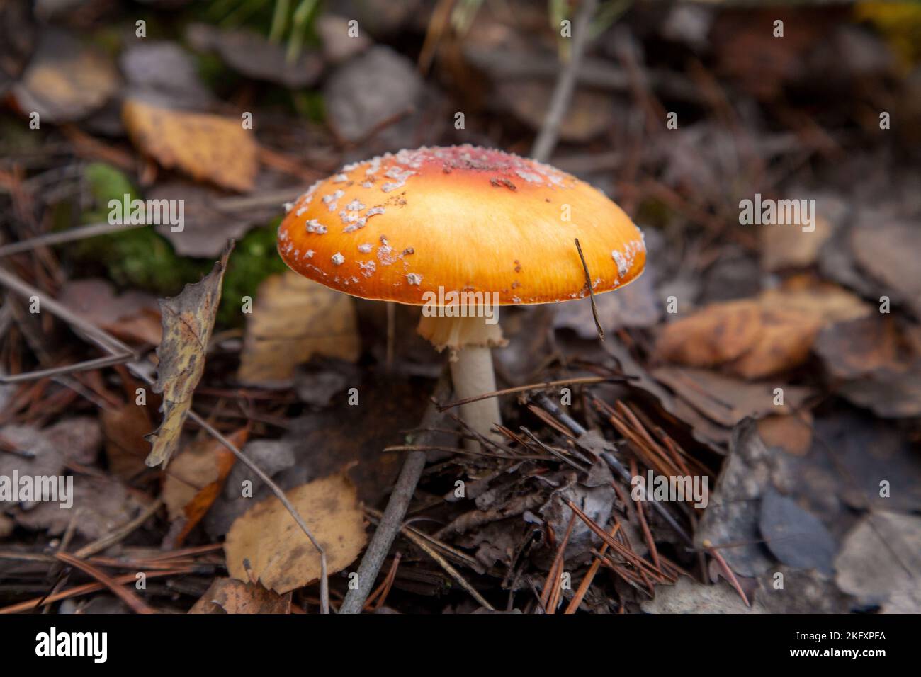 Wild Fly Agaric with red cup mushroom is beautiful mushroom but very toxic. The Fly Agaric or Fly Amanita (Amanita Muscaria) is now primarily famed fo Stock Photo