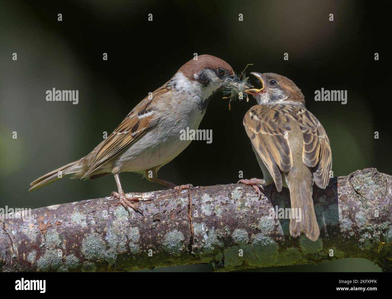 Eurasian tree sparrow (passer montanus) feeding his chick mouth to mouth with some wild seeds Stock Photo