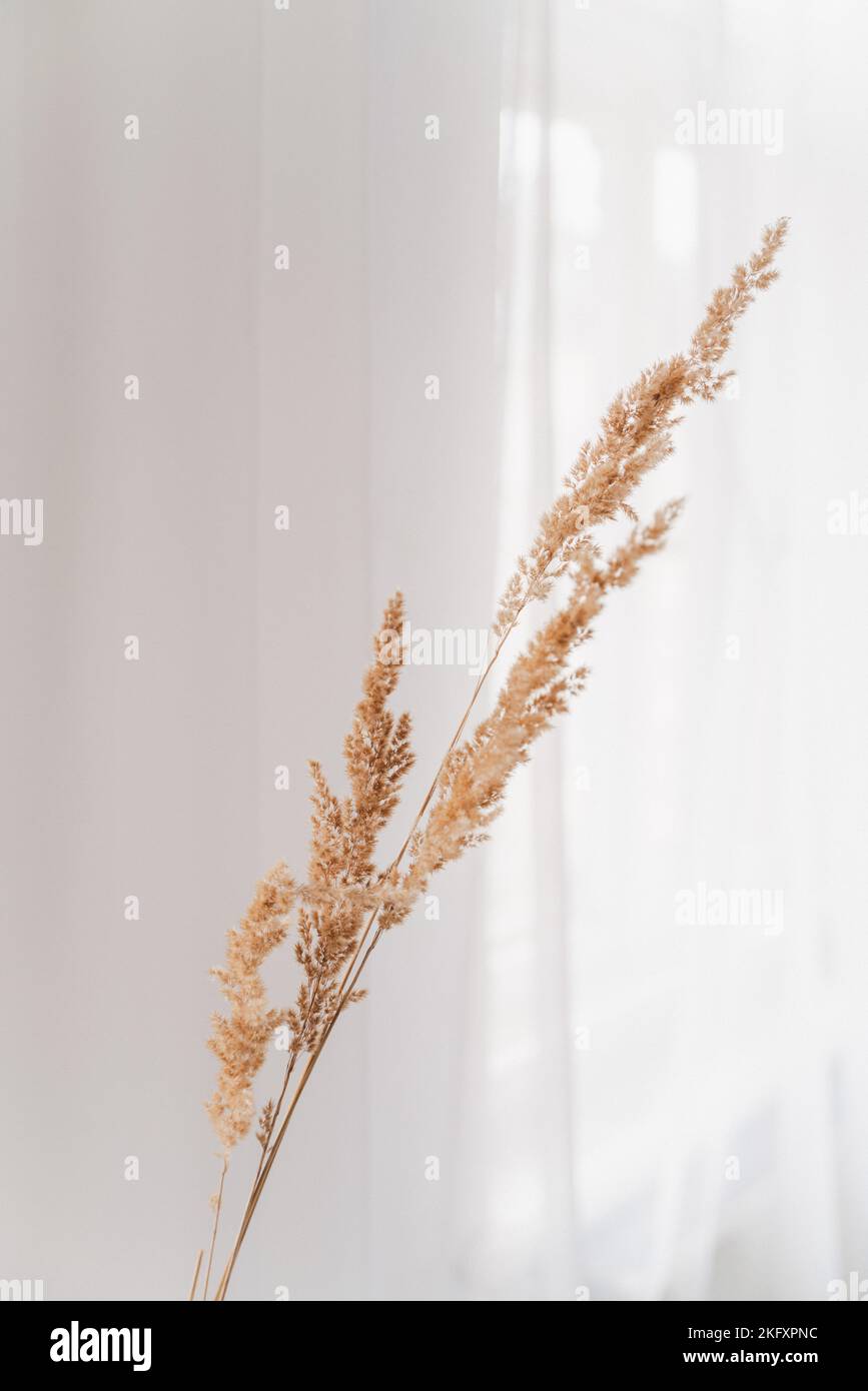 a vertical shot of a fluffy couch grass ear against white background - perfect for wallpapers Stock Photo