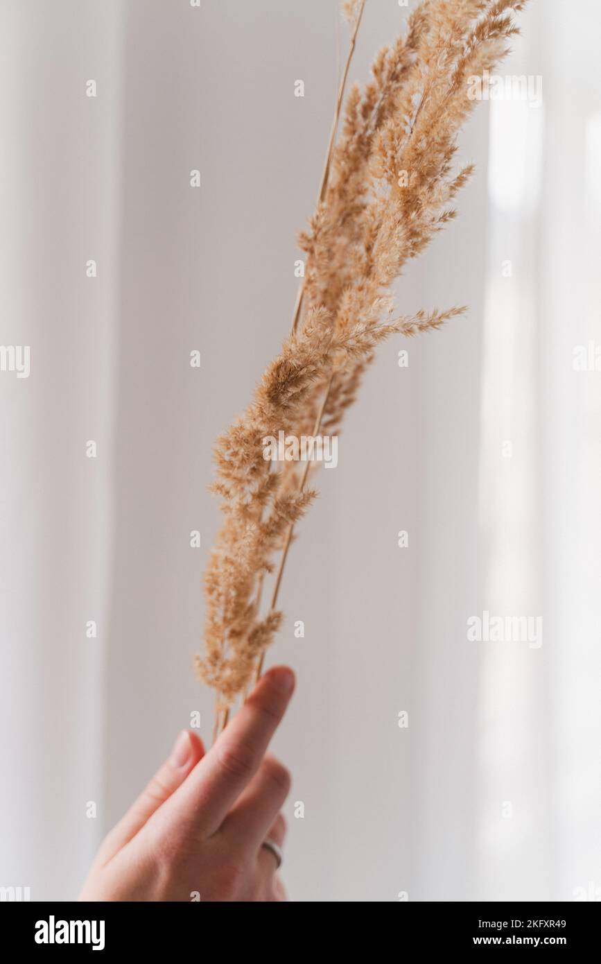 a vertical shot of a female hand holding fluffy couch grass ear against a white background Stock Photo