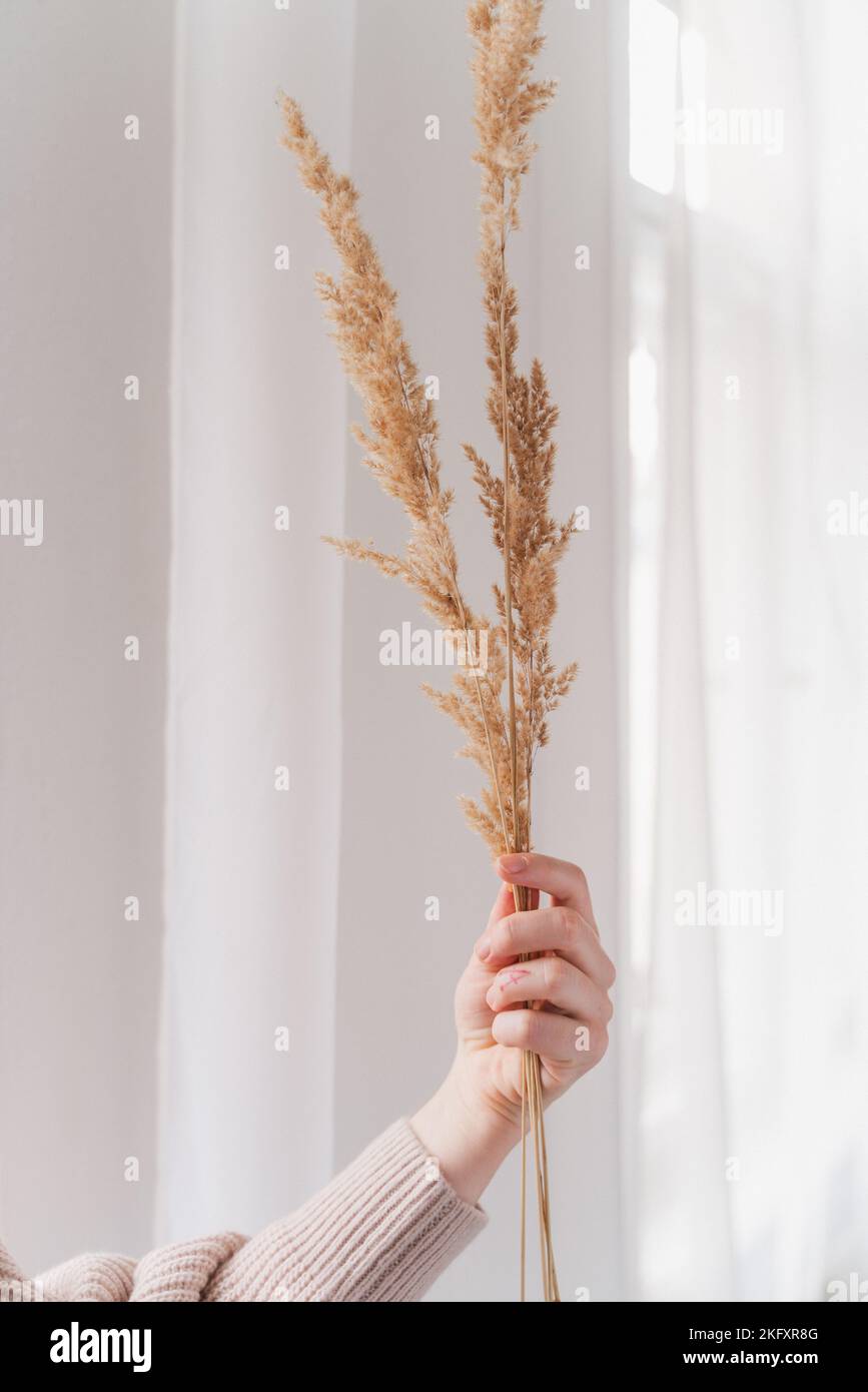 a vertical shot of a female hand holding fluffy couch grass ear against white background Stock Photo