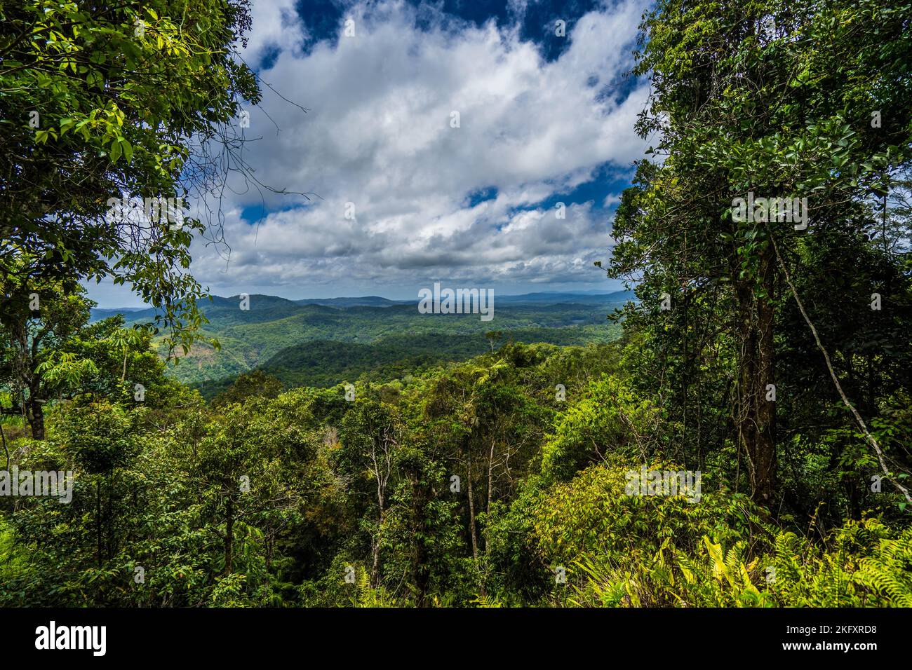 Rainforest tropical ecosystem hi-res stock photography and images - Alamy