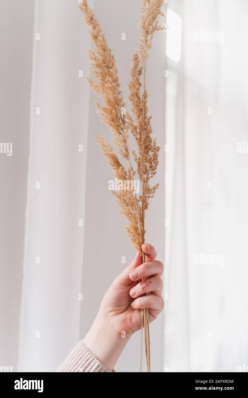 a vertical shot of a female hand holding fluffy couch grass ear against white background Stock Photo