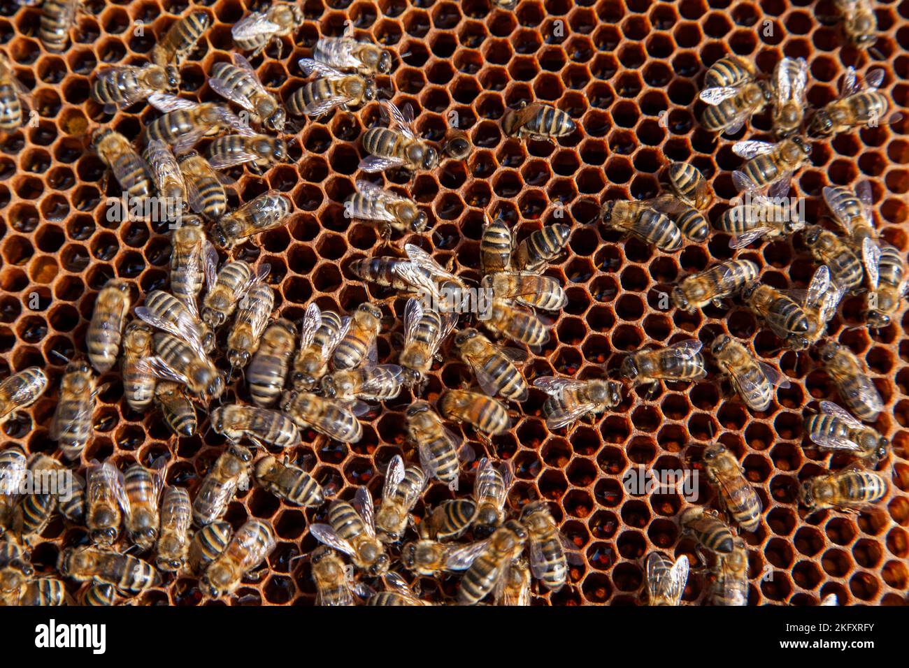 Bee queen in beehive. Queen bee in a beehive laying eggs supported by