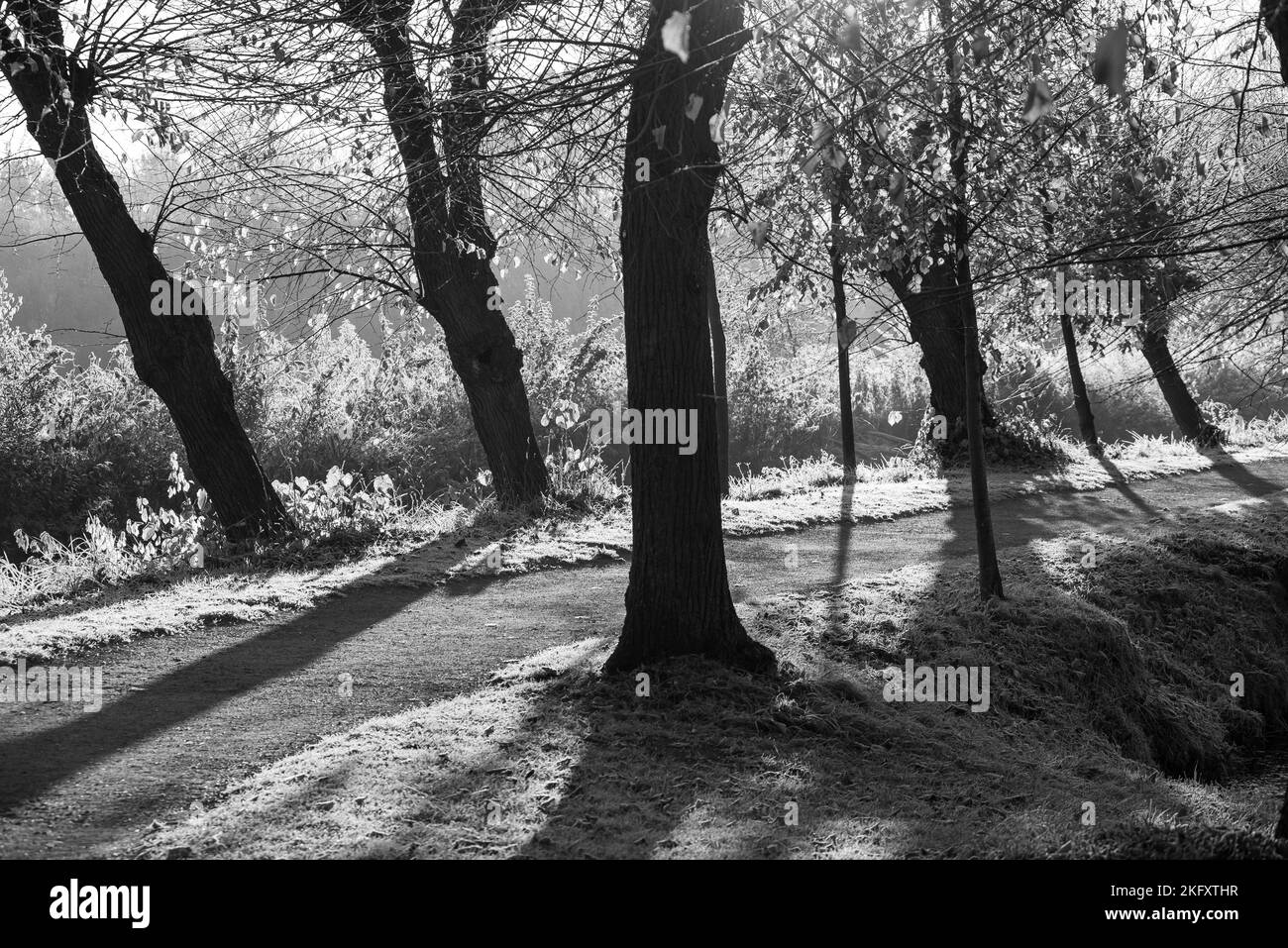 German forest in autumn tree Black and White Stock Photos & Images - Alamy