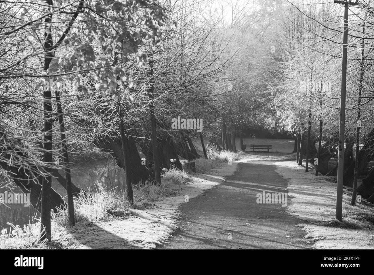 German forest in autumn tree Black and White Stock Photos & Images - …