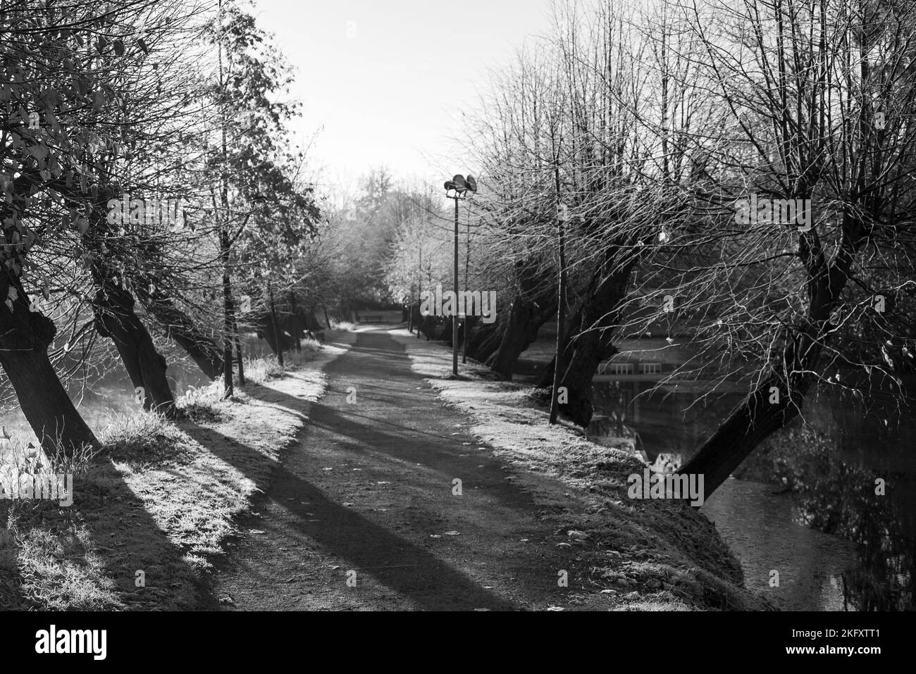 German forest in autumn tree Black and White Stock Photos & Images - Alamy