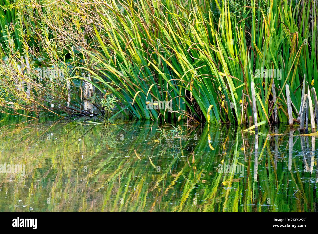 The vegetation and plantlife growing at the edge of a pond reflected in the still water, producing a very painterly effect. Stock Photo
