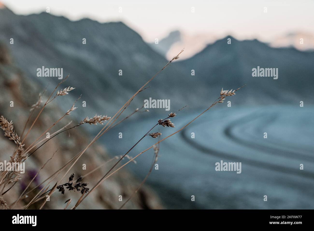 A closeup shot of the wild reeds growing near the snowy mountains of Switzerland Stock Photo