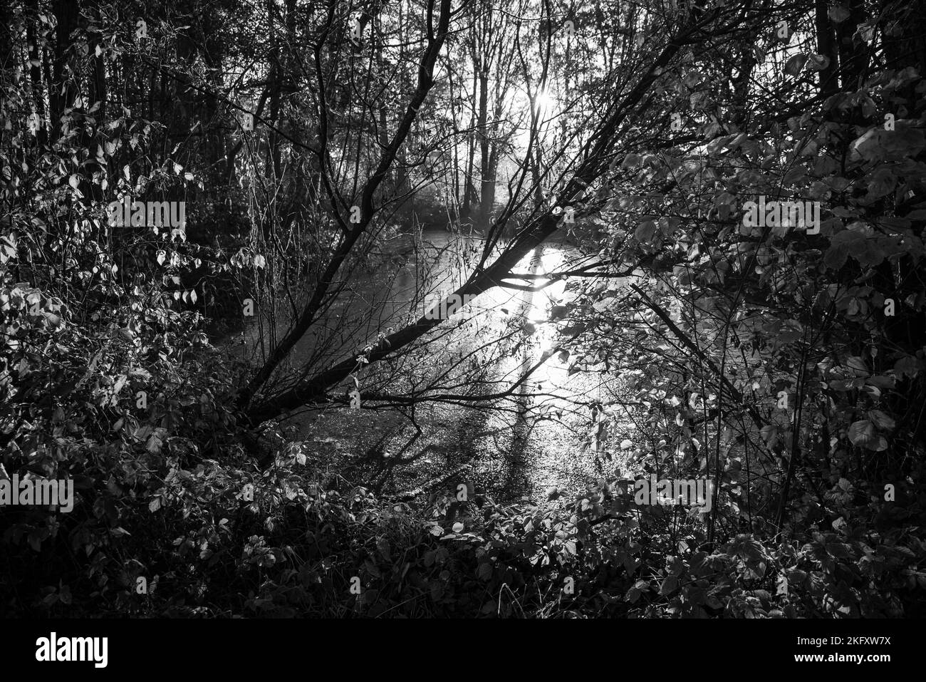 German forest in autumn tree Black and White Stock Photos & Images - …