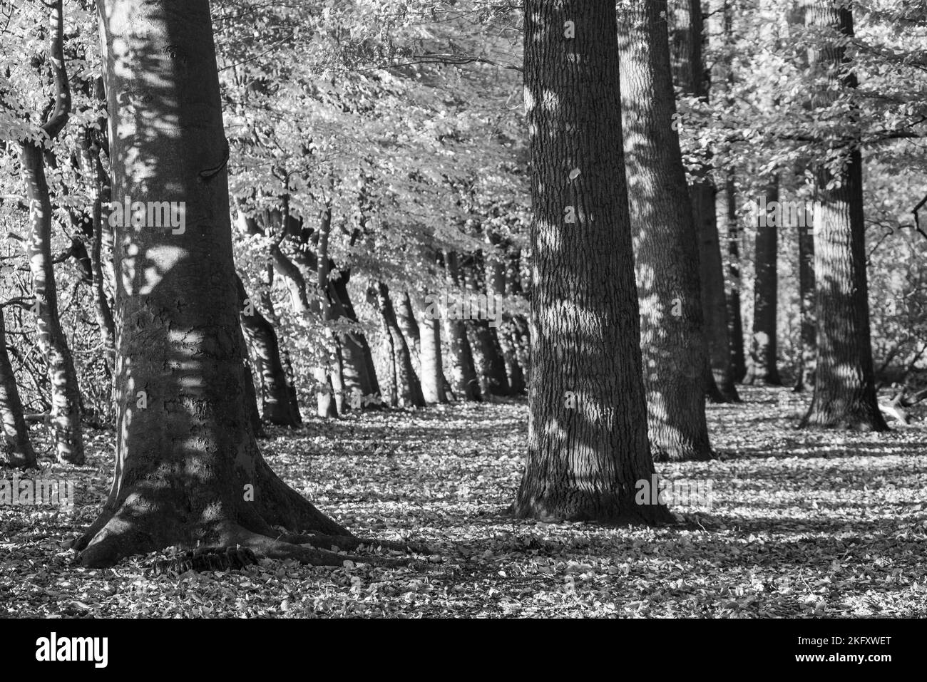 German forest in autumn tree Black and White Stock Photos & Images - Alamy