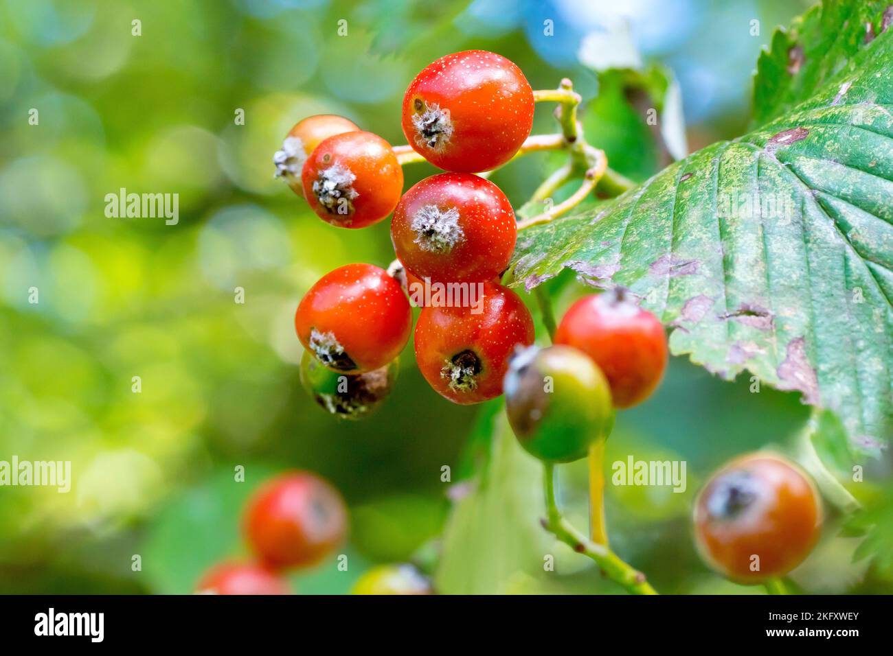 White Beam or Whitebeam (sorbus aria agg.), close up of a small cluster of the red berries the tree produces in abundance in the autumn. Stock Photo