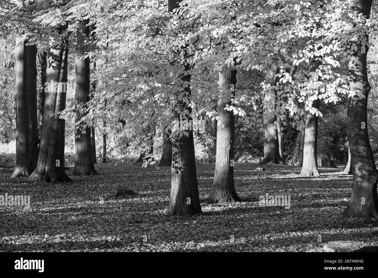 German forest in autumn tree Black and White Stock Photos & Images - …