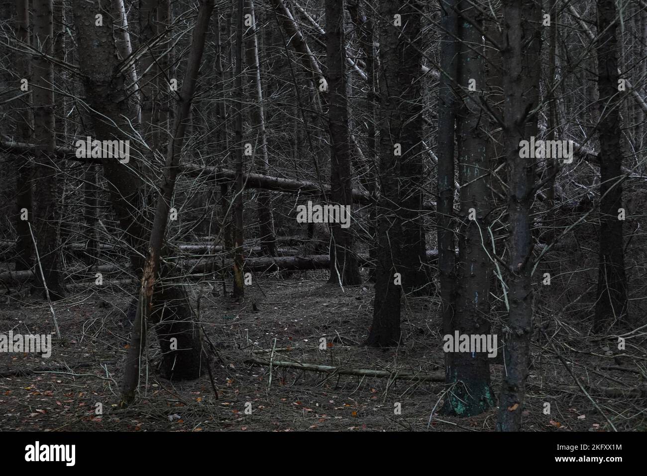 Dark, gloomy pine forest with many fallen trees Stock Photo