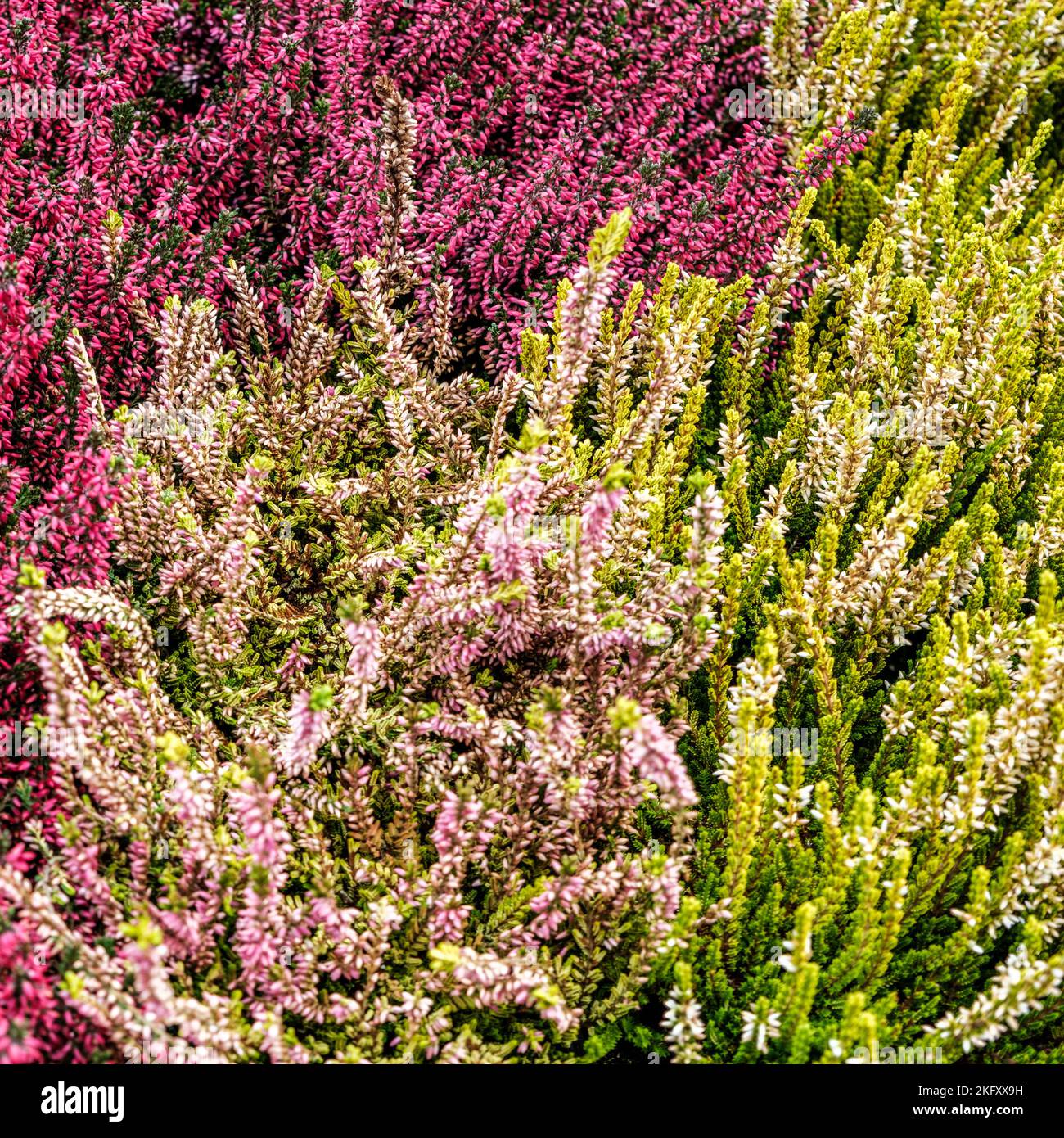 Epsom, Surrey, London UK, November 19 2022, Display Of Mixed Colourful Hardy Heather Plants Close UP With No People Stock Photo