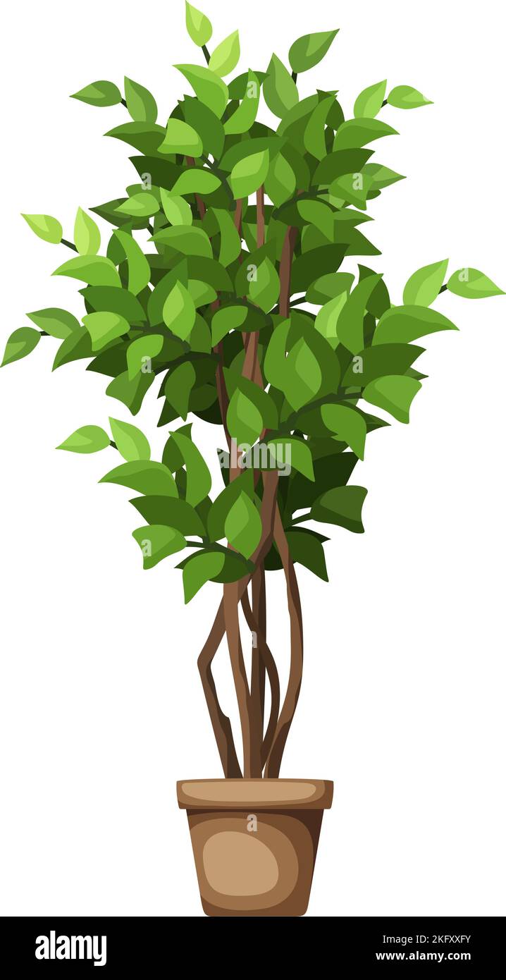Green ficus tree. Houseplant in a pot isolated on a white background