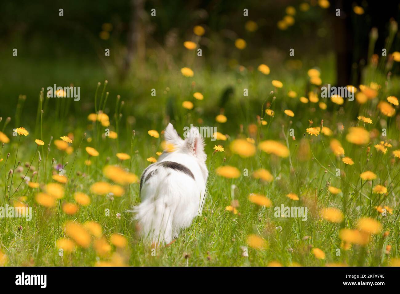 Black and white long hair chihuahua playing in the grass and dandelions in the sun. Small dog enjoying a summer day. Stock Photo