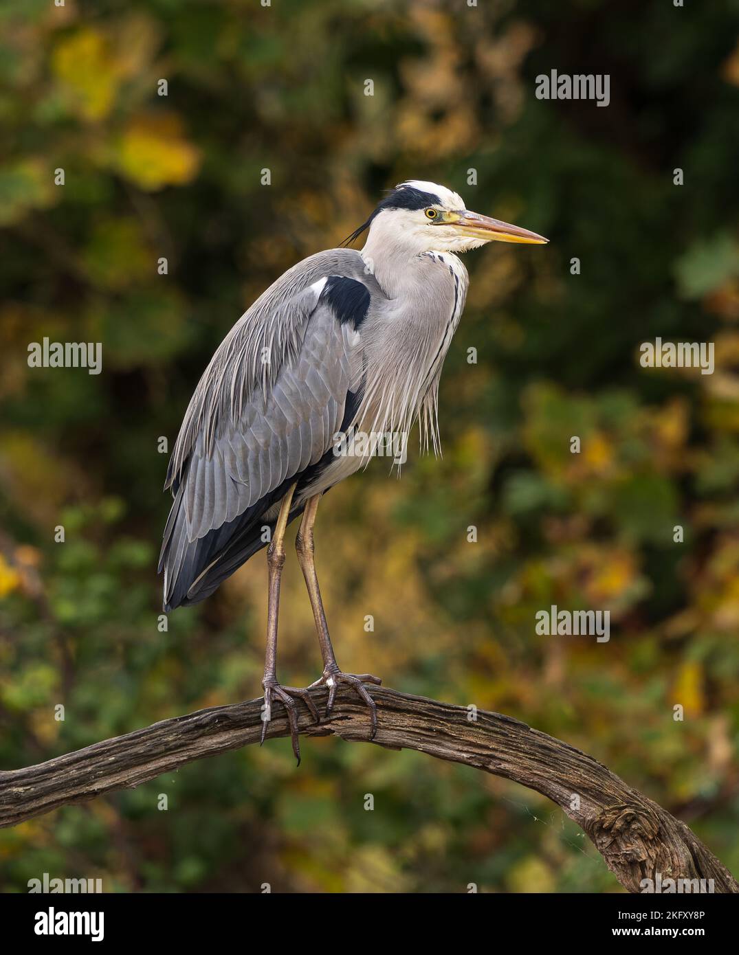 Wild Heron resting on a branch Stock Photo