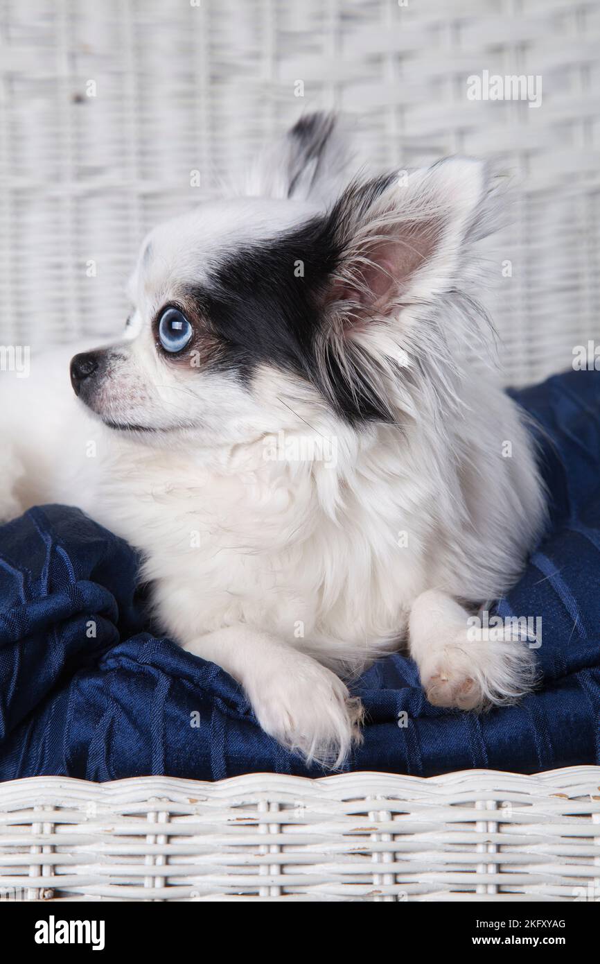 Black and white long hair chihuahua posing on a white wicker loveseat