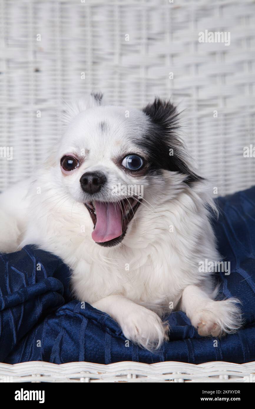 Black and white long hair chihuahua posing on a white wicker loveseat. Studio portrait of a small dog on the blue cushion of a white wicker chair. Stock Photo