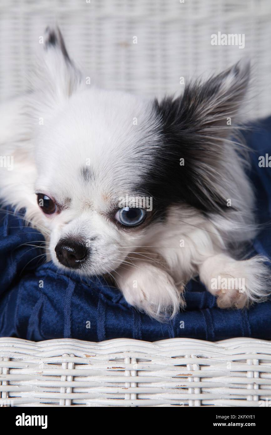 Black and white long hair chihuahua posing on a white wicker loveseat. Studio portrait of a small dog on the blue cushion of a white wicker chair. Stock Photo