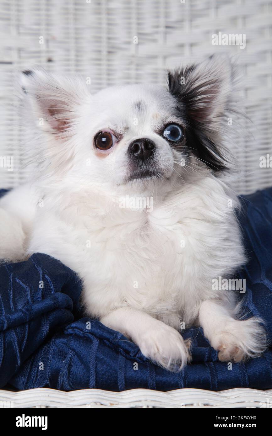 Small black and white long hot sale haired dog