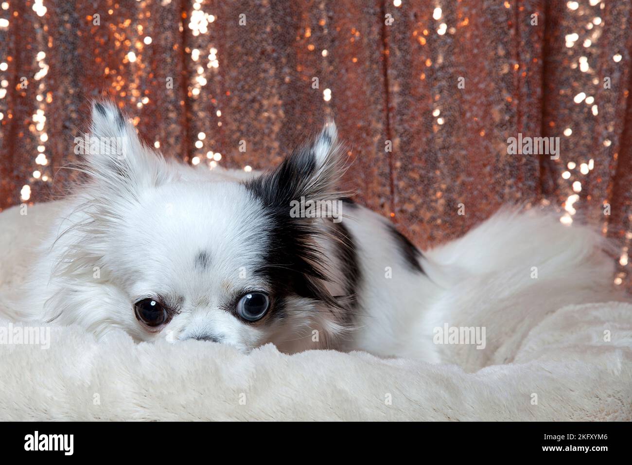 Black and white long hair chihuahua posing in a white furry bed against rose gold sequins drapes. Studio portrait of a small dog in front of a bright Stock Photo