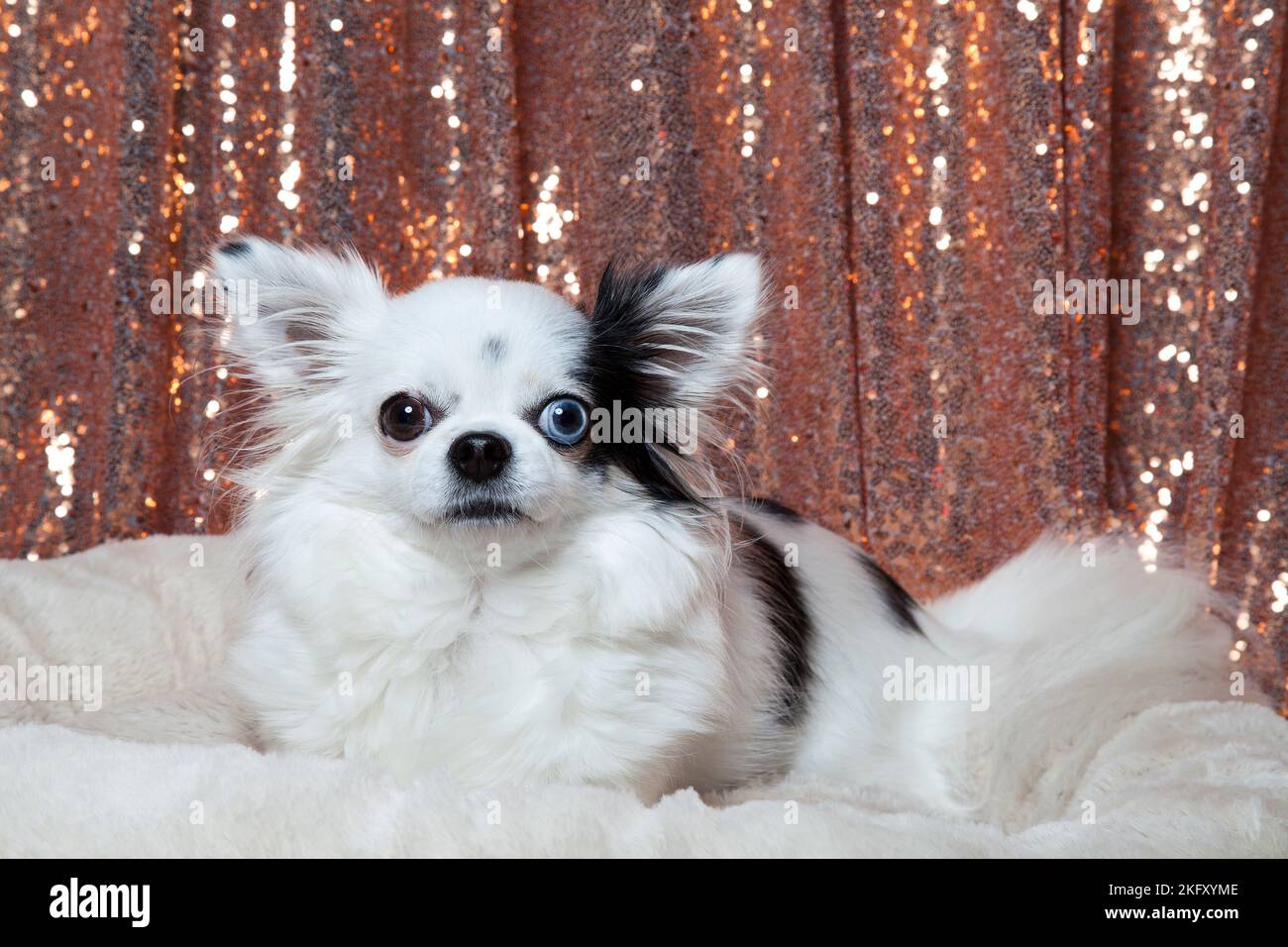Black and white long hair chihuahua posing in a white furry bed against rose gold sequins drapes. Studio portrait of a small dog in front of a bright Stock Photo