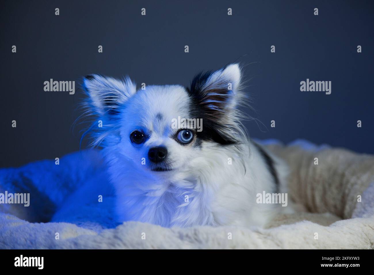 Black and white long hair chihuahua in blue light posing in a white furry bed against a blue background. Studio portrait of a small dog bathed in blue Stock Photo