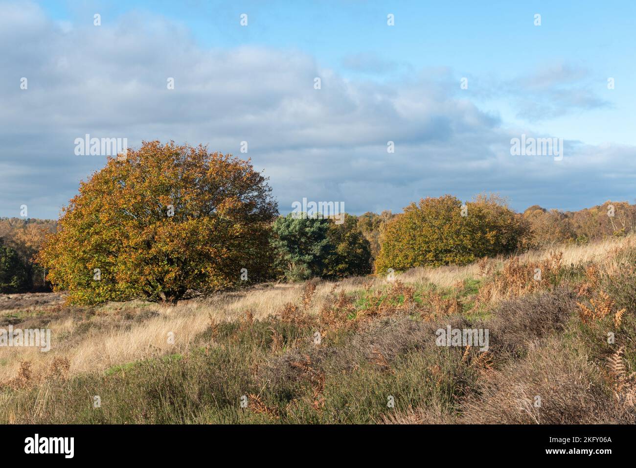 View of Puttenham Common during autumn or November, Surrey, England, UK Stock Photo