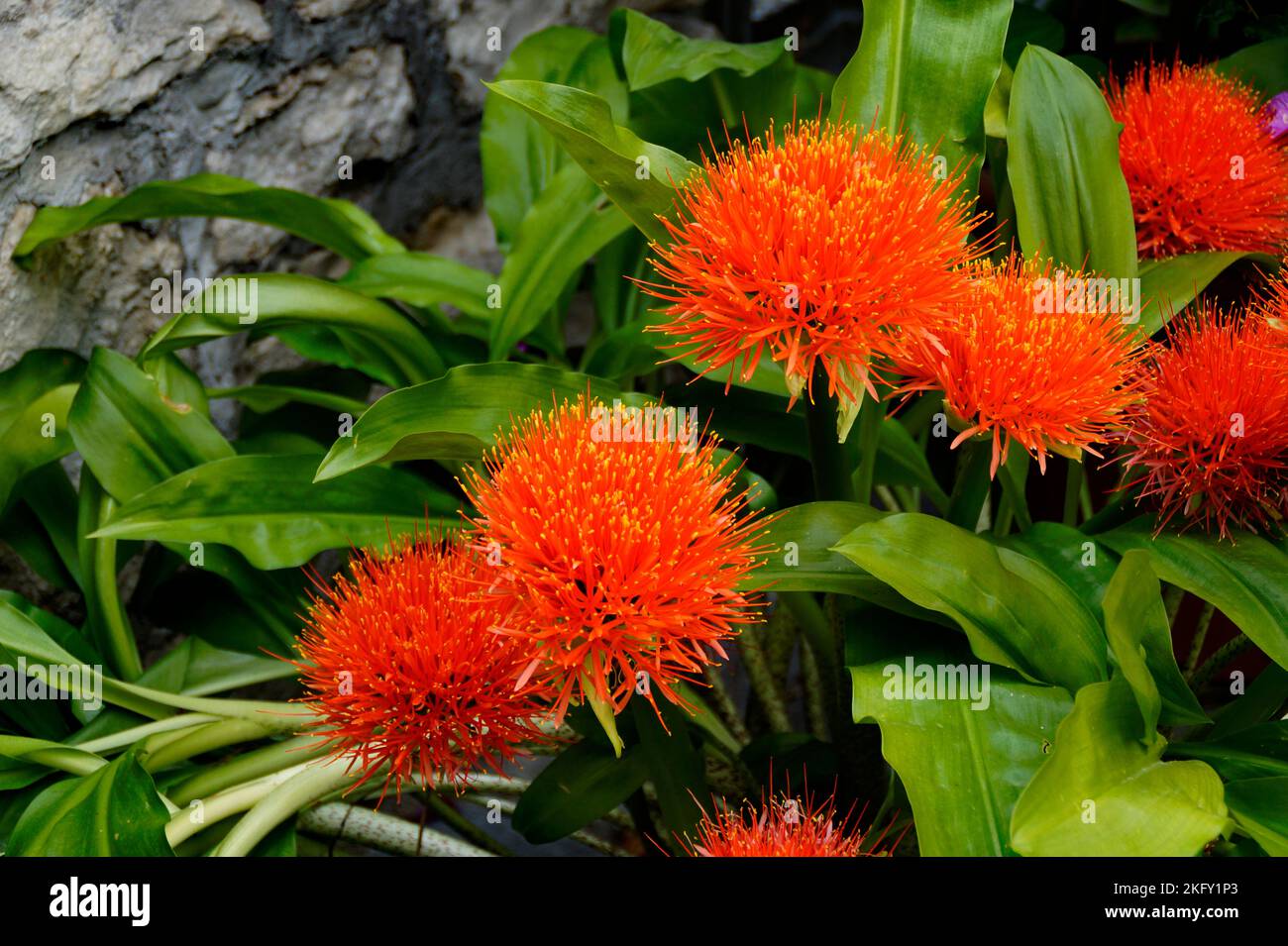 beautiful exotic bright red hairy paintbrush lilies Stock Photo Alamy