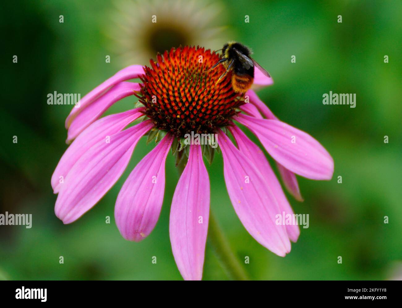 a fluffy bumblebee sitting on a gorgeous large purple coneflower or Echinacea purpurea on a fine summer day in Augsburg, Bavaria, Germany Stock Photo