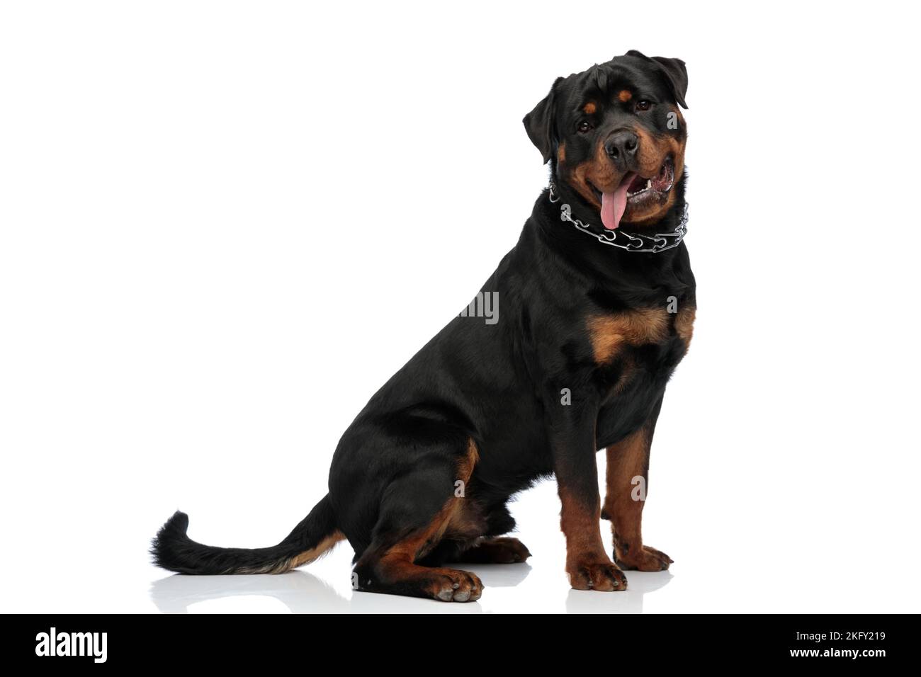 Sottobicchiere Happy Rottweiler - Regalo Divertente Per Mamma, Papà, Zio E Zia - 9.5 X 9.5 Cm - Finitura Lucida Con Retro In Sughero - 6