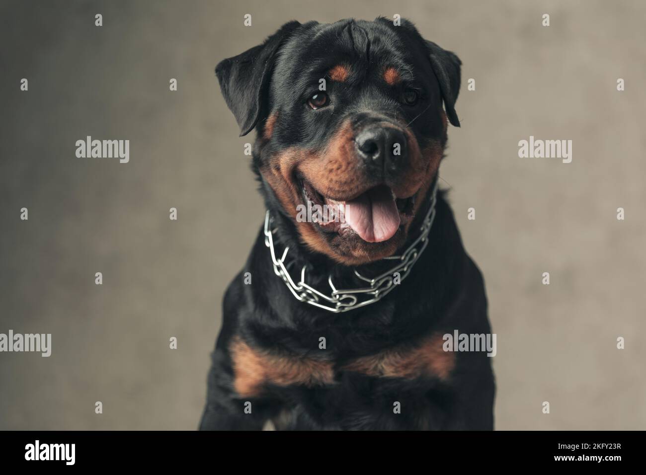 Beige Rottweiler beautiful rottweiler dog with tongue exposed panting and looking away ...