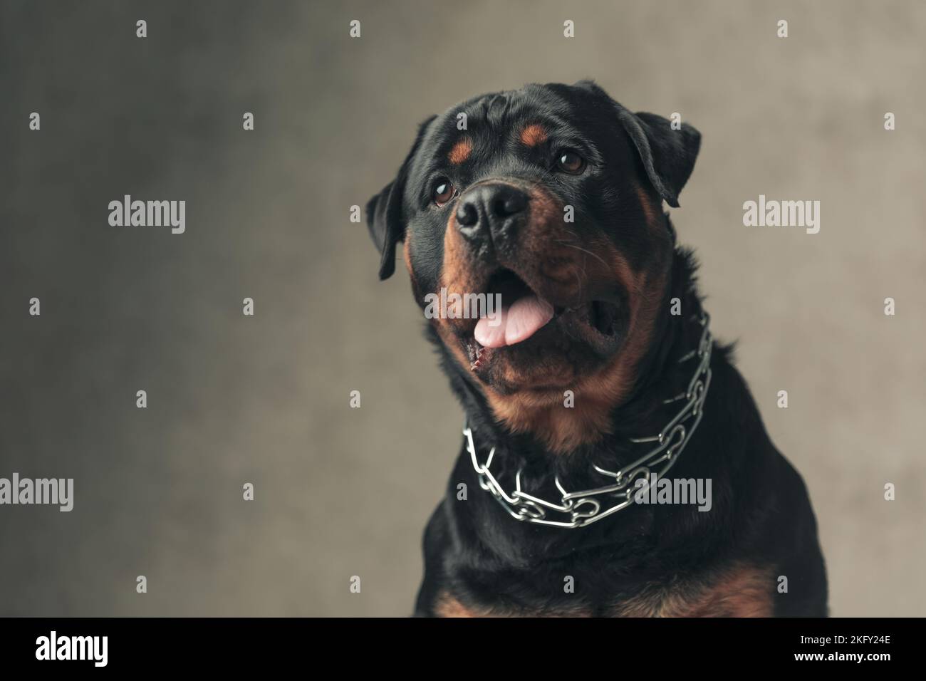 cute bored rottweiler dog with collar looking up, holding tongue out and panting while posing in