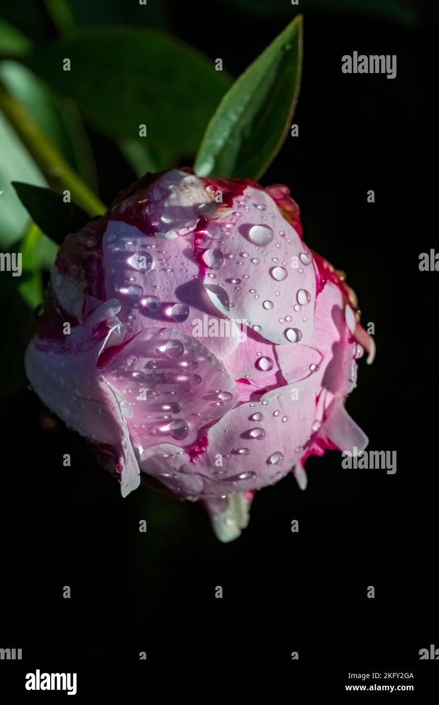 A pink peony with drops after the rain, in spring, colorful background Stock Photo