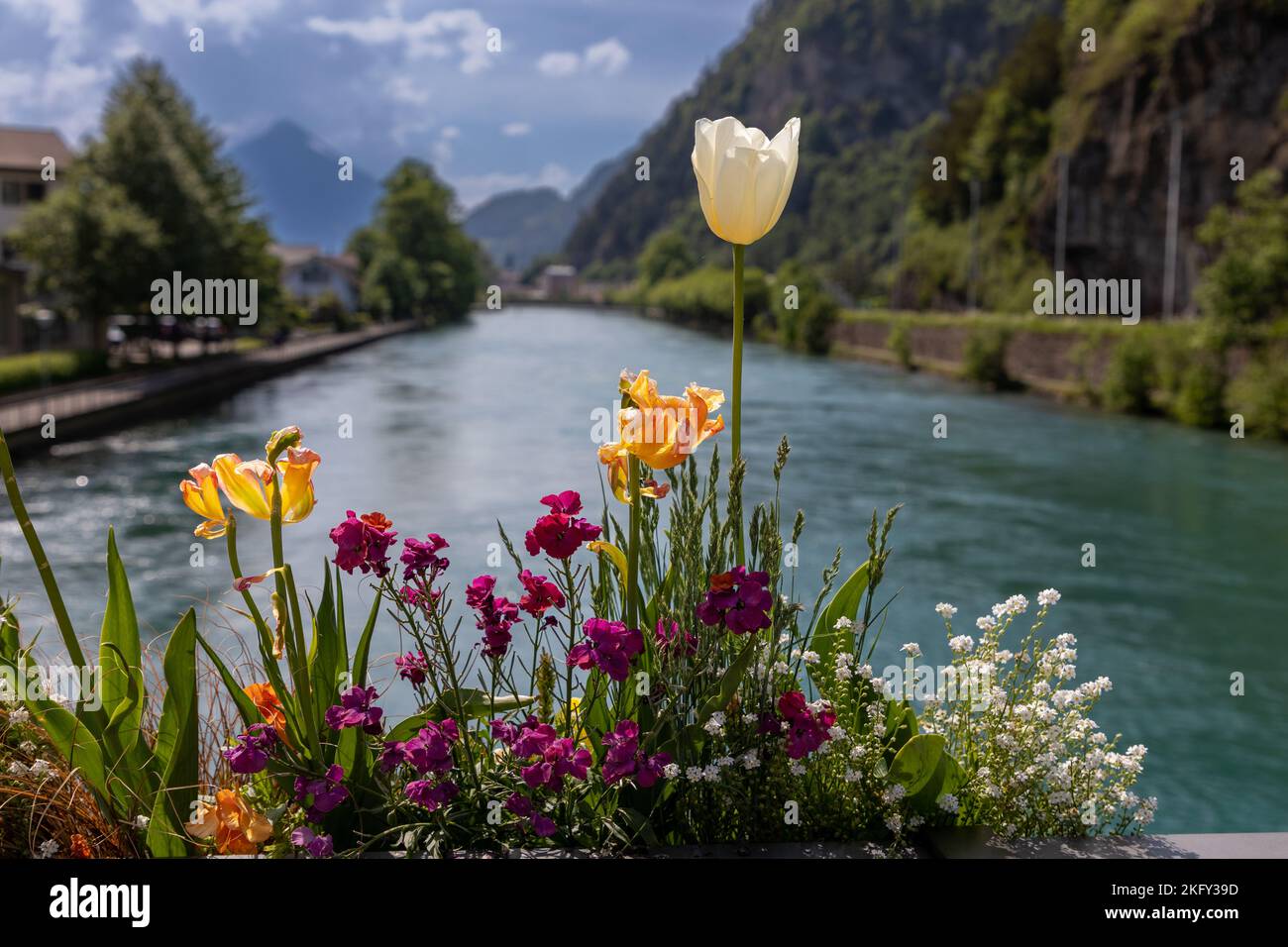 selective-focus-on-potted-spring-flowers-with-a-river-in-switzerland-in