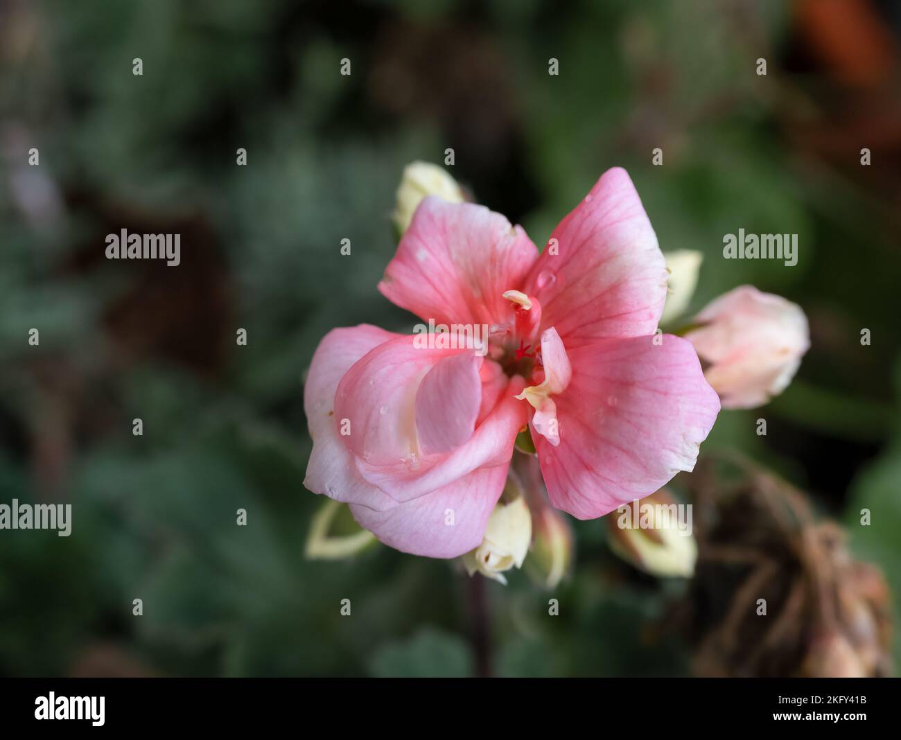close up of a late autumn Ivy Geranium pink flower head, Wilts UK Stock Photo