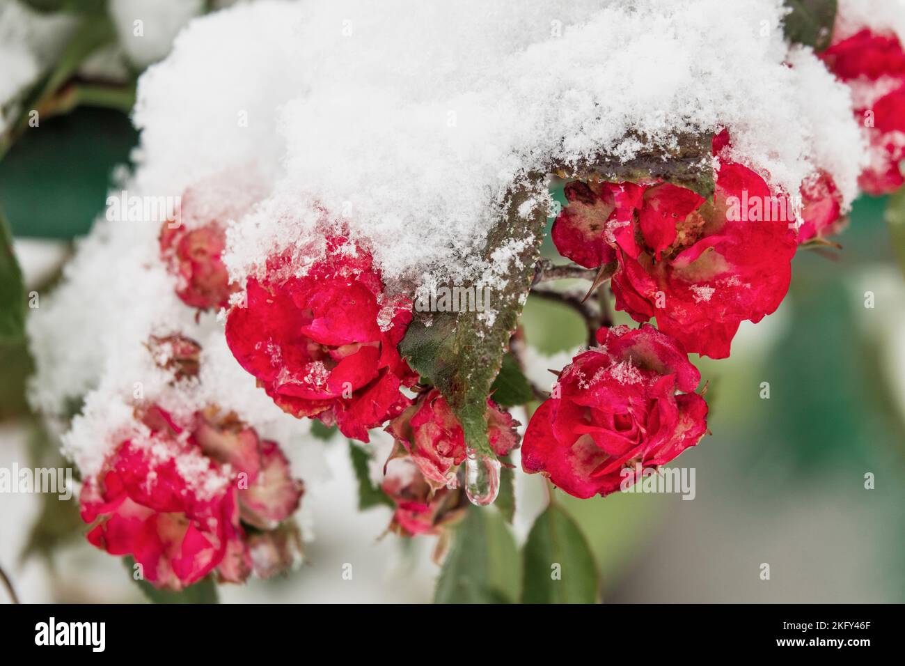 Frozen red roses covered by snow. First winter colds Stock Photo Alamy