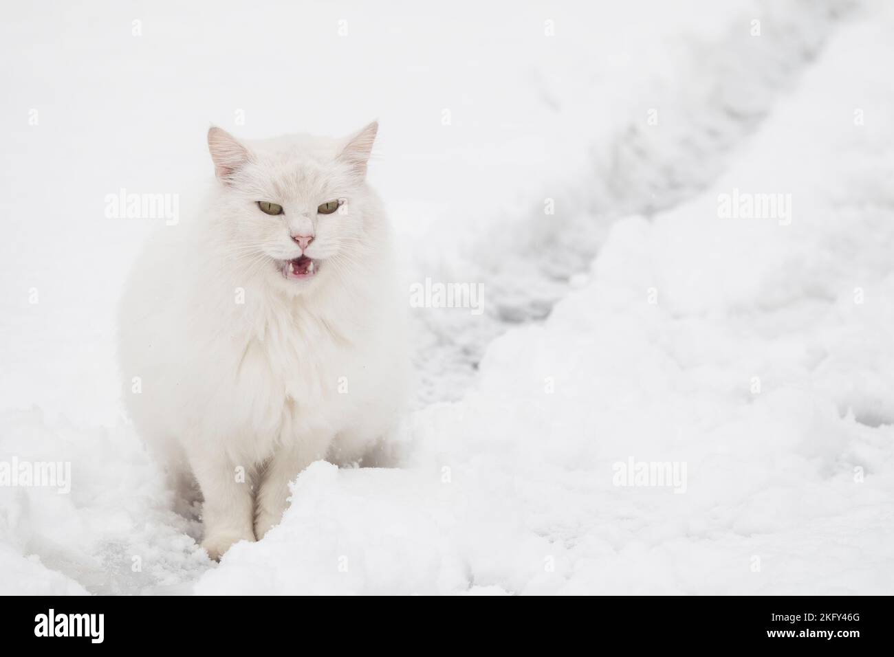 Grumpy Cat Snow