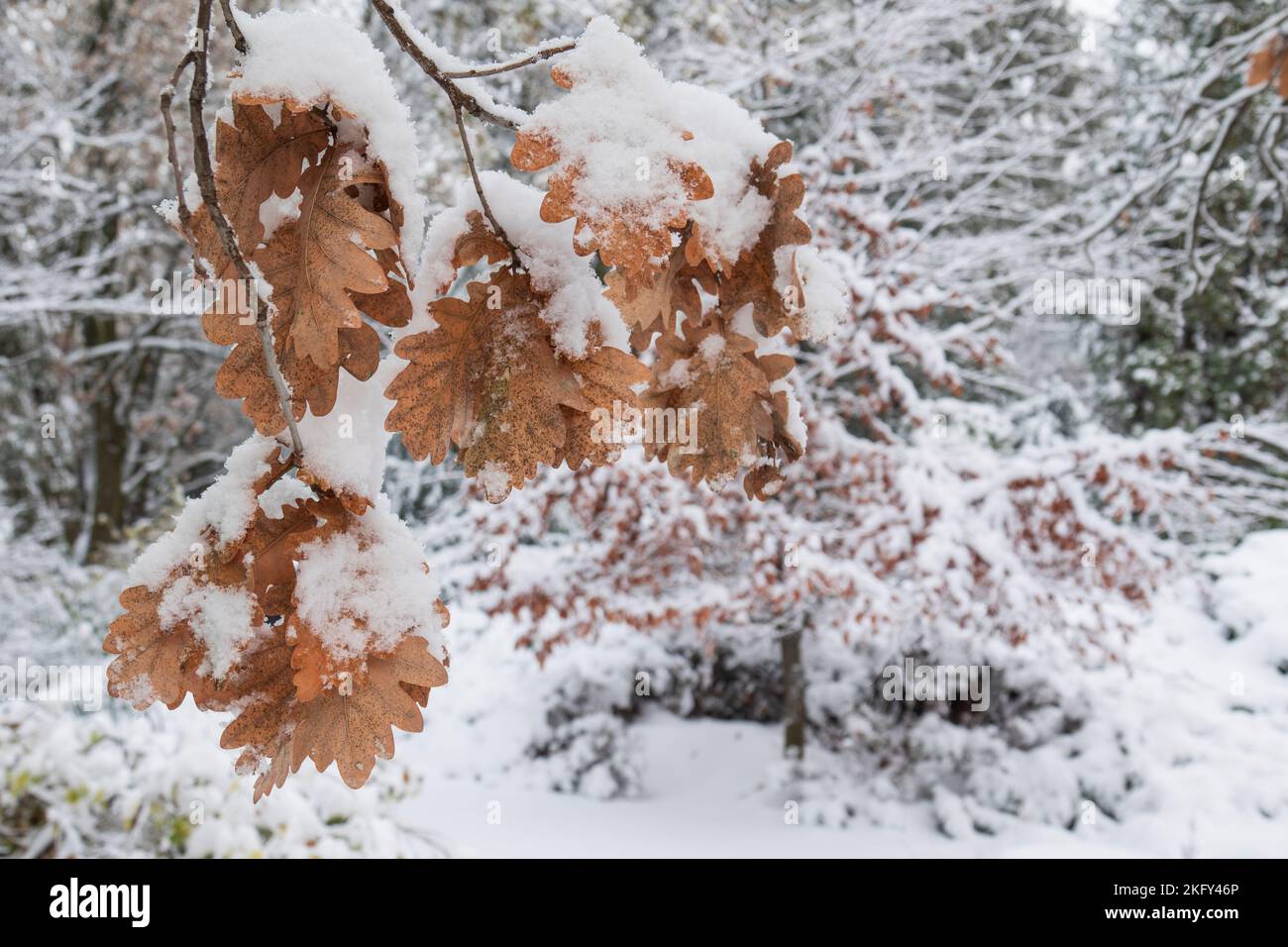 Dry oak leaves hi-res stock photography and images - Alamy