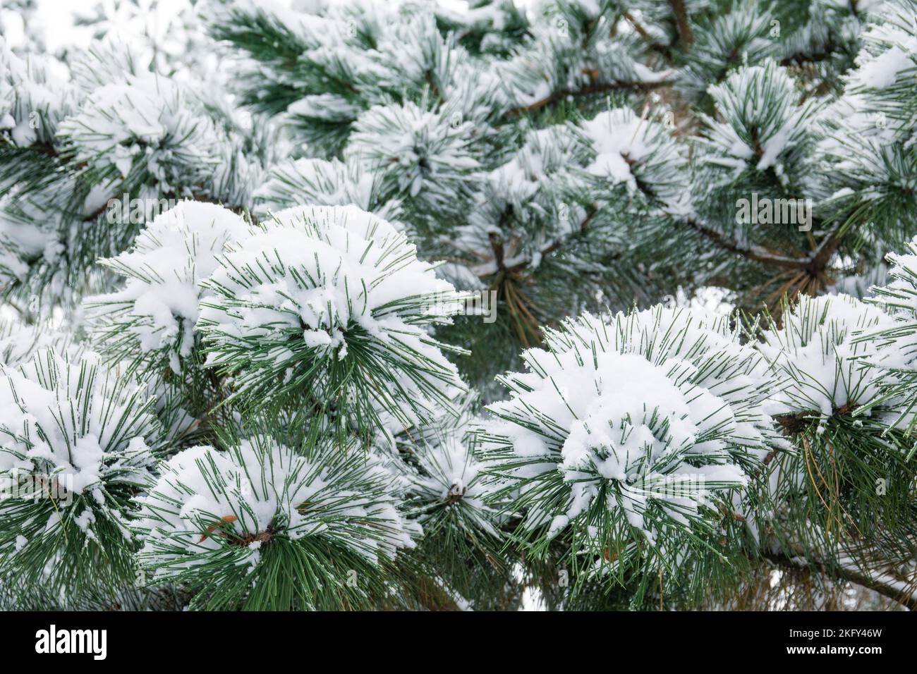 Pine tree branches covered with snow. Christmas background. Stock Photo