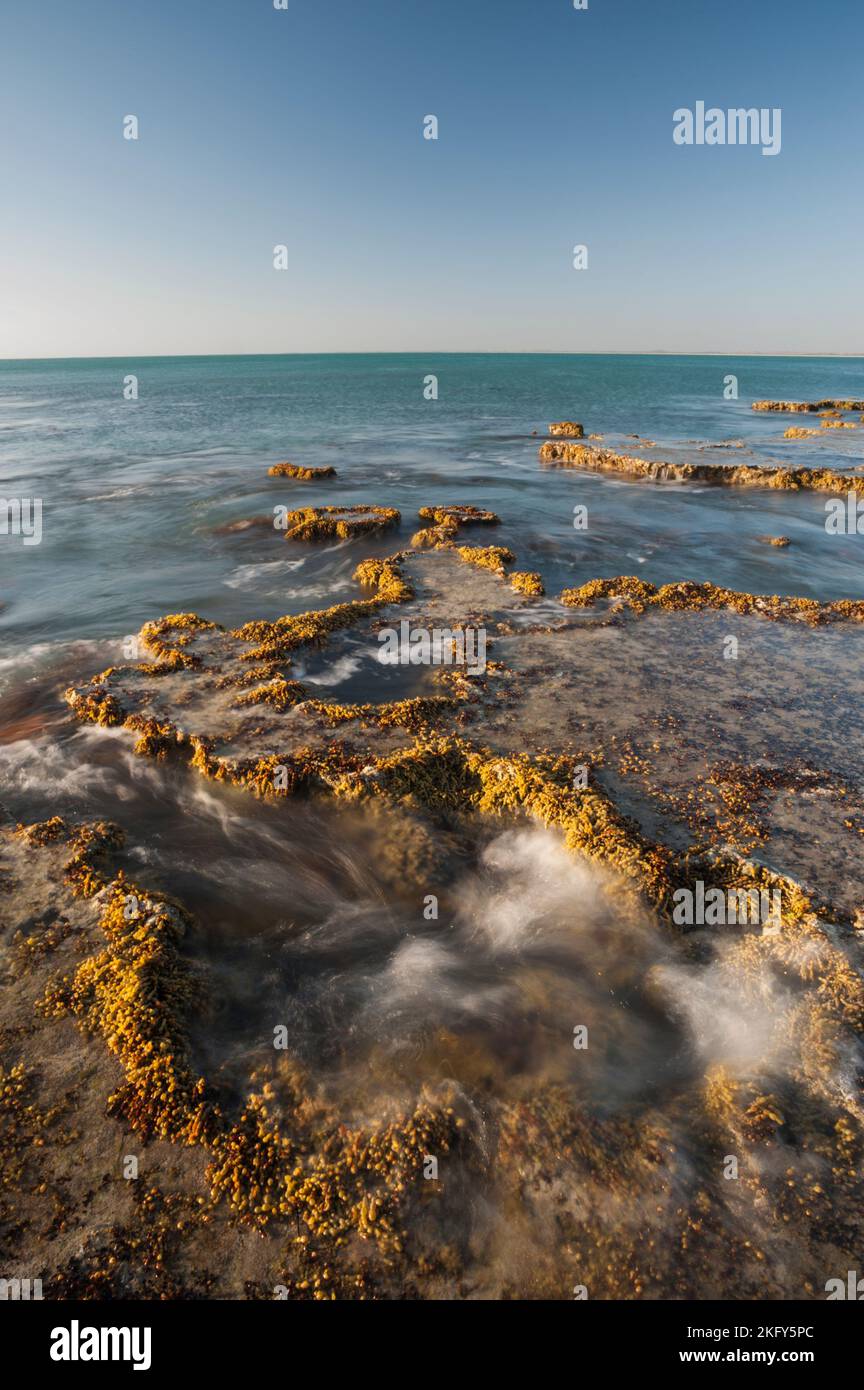 Waves wash over the sculpted limestone reef, lifting the seaweed with