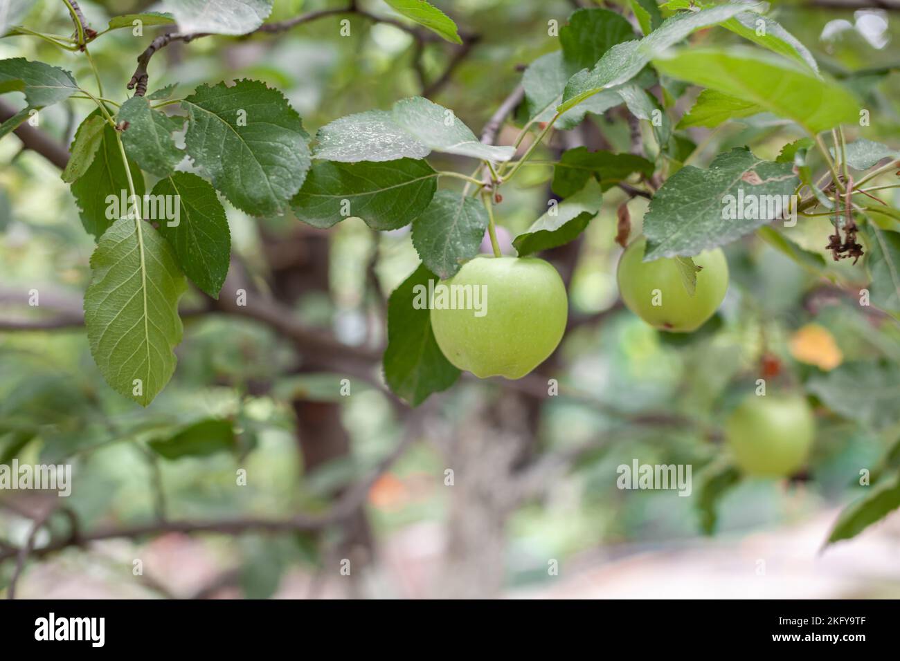 Green apples weigh on a tree branch in the garden. Unripe apples Stock ...