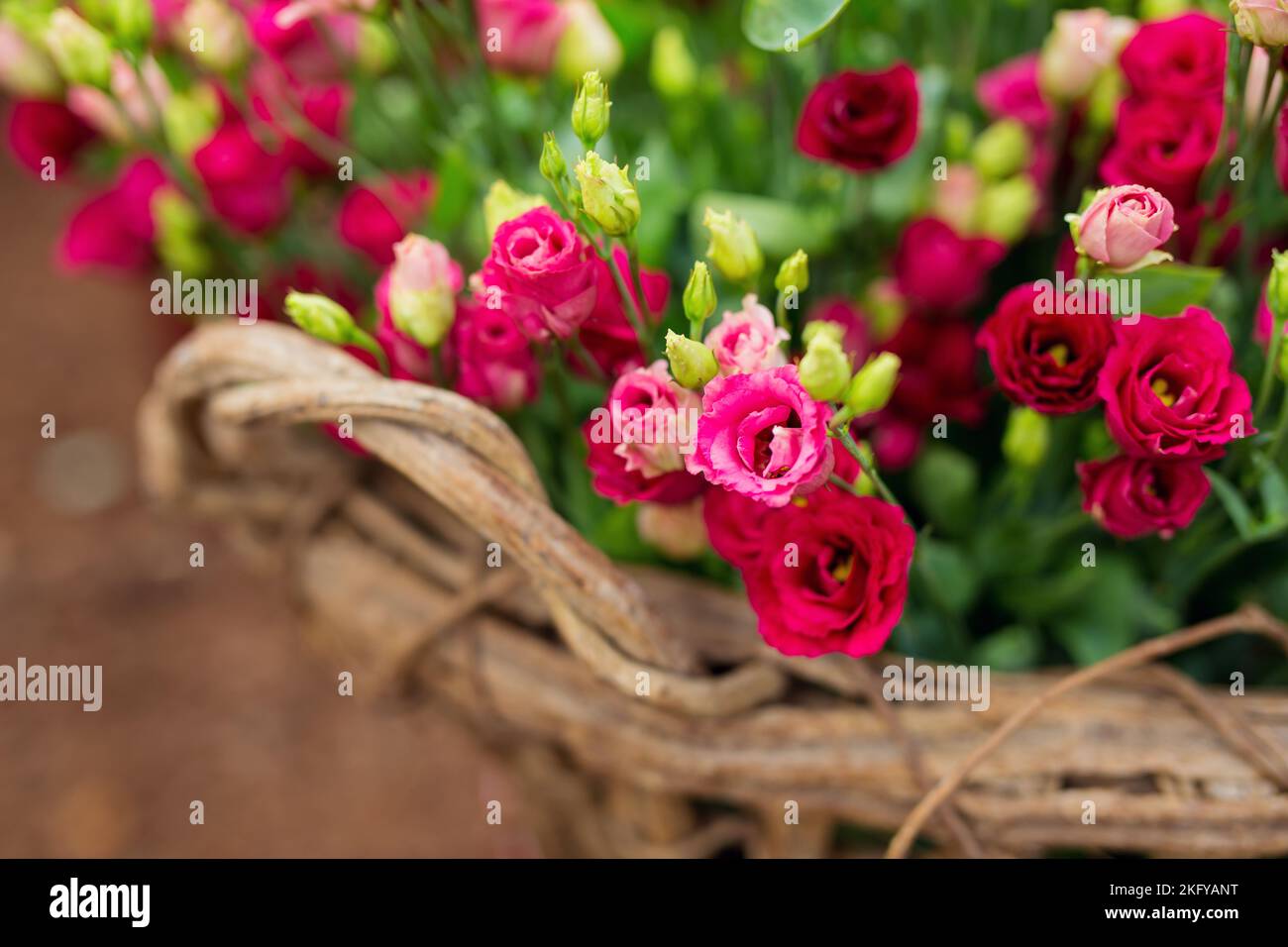 Multi Headed Roses Multi head roses hi-res stock photography and images - Alamy