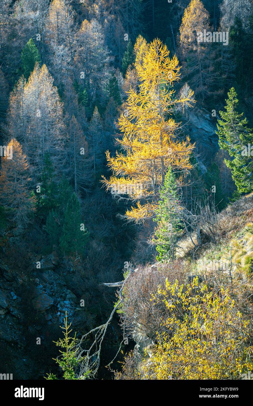 Dramatic landscape image of a yellow colored single larch tree on a cliff. Stock Photo