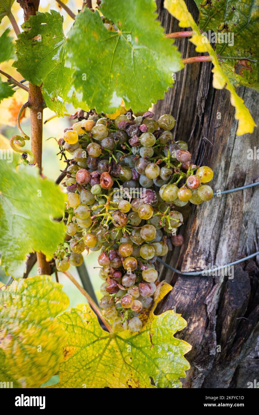 Ice wine. Wine green grapes for ice wine. Waiting for the first frost before harvesting the grapes for the sweetest dessert wine of the season. Weinvi Stock Photo