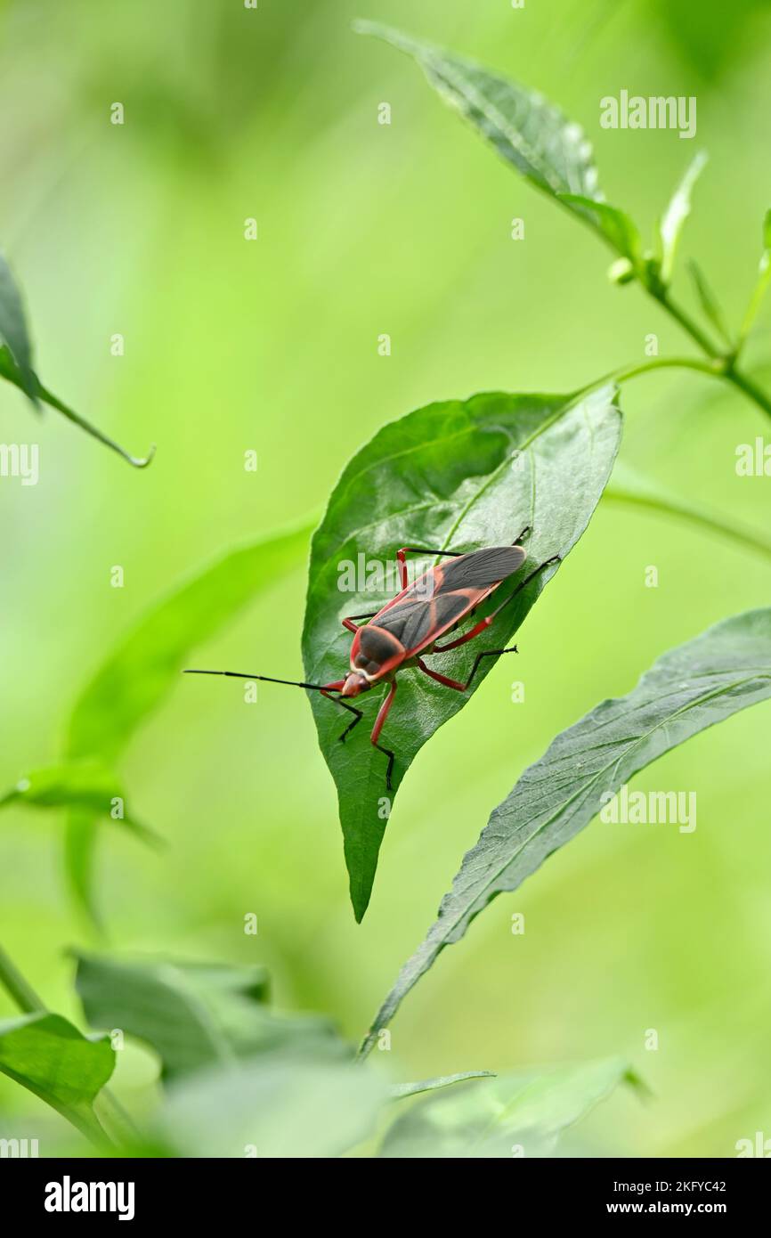 A vertical shot of a dysdercus insect on a green plant Stock Photo
